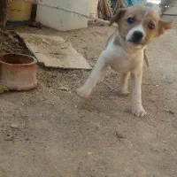 توله برای گله و نگهبانی