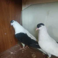 کفتر