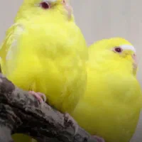 خرییدار  جوجه مرغ عشق لوتینو تازه دانخور