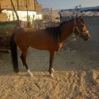 اسب مادین عرب