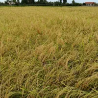 فروش-زمین-کشاورزی-میدان-نماز