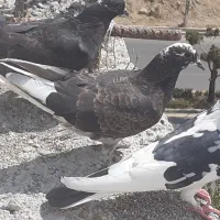 کبوتر پور دم سفید و مرغ عشق|پرنده|شهرکرد, |دیوار