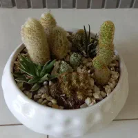 گل طبیعی،دیش گاردن کاکتوس|گل و گیاه طبیعی|مبارکه, |دیوار