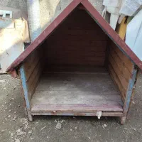 لانه سگ و تعدادی کبوتر|پرنده|رشت, حومه رشت|دیوار