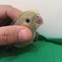 عروس هلندی ماده