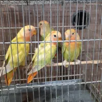 طوطی‌برزیلی|پرنده|قدس, شهر‌قدس|دیوار