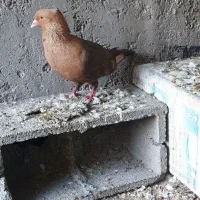 کبوتر طوقی، شازده سبز،سبز کاشانی، قهوه ای، دورگ