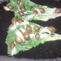 حلز ون تمیز  بزرگ ۵ سانتی و ۴ سانتی