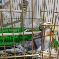 عروس هلندی نر و ماده