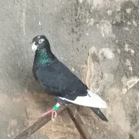 کبوتر معاوضه باقناری