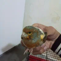 فروش قناری حراج حراج سالم سرحال