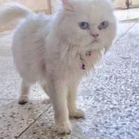 گربه پرشین ماده|گربه|کنارک, |دیوار