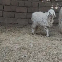 کاور ماده|حیوانات مزرعه|فهرج, |دیوار