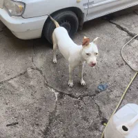 سگ گمشده
