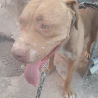 پیت بول نر ،هنوز دوساله نشده