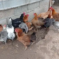 فروش مرغ محلی وگلپایگان و جوجه یکماه و نیم آمروک|حیوانات مزرعه|لشت نشا, |دیوار