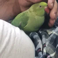 طوطی ملنگو ماده