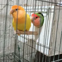۳ جفت و ۱ عدد طوطی کتوله