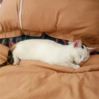 واگذاری گربه|گربه|زنجان, |دیوار