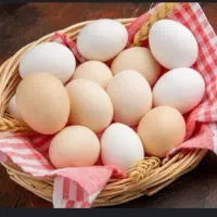 تخم مرغ نطفه دارابریشمی ویک عددجوجه رسمی،مرغ وخروس