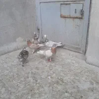 کبوتر|پرنده|قم, دروازه ری|دیوار