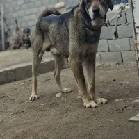 سگ عراقی ۱۵ماهه