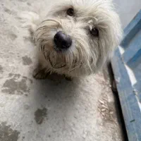 سگ پیدا شده