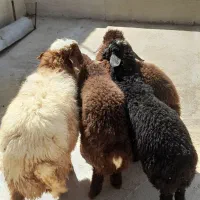 ۵تا بره درجه یک سبک وزن