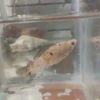 ماهی و آکواریوم|ماهی|دزفول, |دیوار