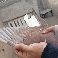 کفتر|پرنده|احمدآبادمستوفی, |دیوار