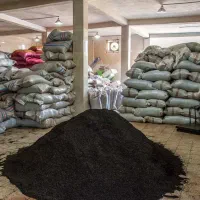 نیازمند تعدادی نفر برای کارخانه چایی