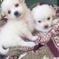 ...|سگ|میناب, |دیوار