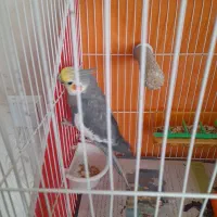 عروس هلندی نربالغ
