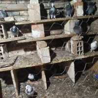 کبوتر آلمانی