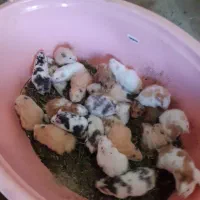 همستر،جوجه مرغ،خروس،جوجه گلپای،کبوتر عمده|موش و خرگوش|لاهیجان, طالقانی|دیوار