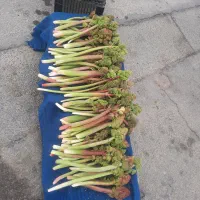 ریواس ترد تازه