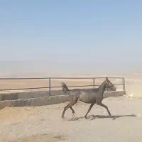 کره سیروان لارتی اسب مادیان