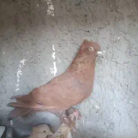 کفتر|پرنده|مشهد, شهرک بهارستان|دیوار