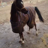 کره اسب نریون از نژاد عرب مصری