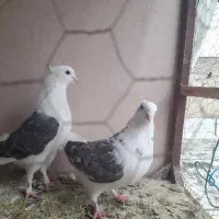 کفتر