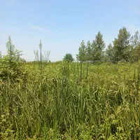 علف زنی‌‌|خدمات باغبانی و درختکاری|شفت, |دیوار