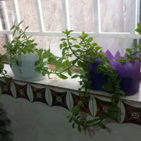 گل  قاشقی|گل و گیاه طبیعی|تربت جام, معدآباد|دیوار