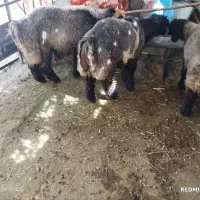 بره نژاد بختیاری