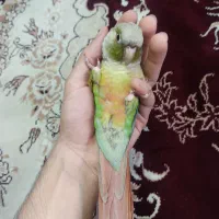 واگذاری گرینچیک نر قبول میکنم