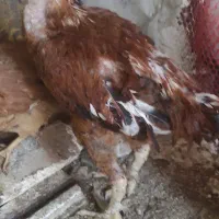 خروس لاری|حیوانات مزرعه|مشکین‌دشت, |دیوار