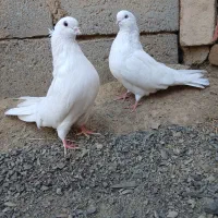 کبوتر سفید|پرنده|تبریز, |دیوار