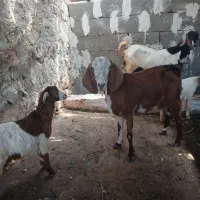 دوتا بز کهره دار ۵۰