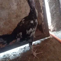 جوجه لاری خروس