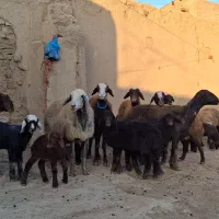 9راس میش و بره