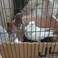 کفتر|پرنده|فرمهین, |دیوار